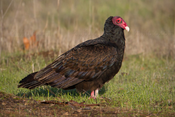 Turkey Vulture Image @ Kiwifoto.com