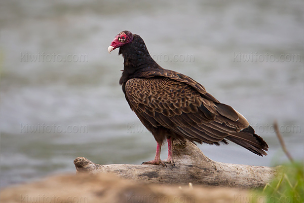 Turkey Vulture Picture @ Kiwifoto.com