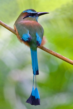 Turquoise-browed Motmot, Ik Kil, Yucatn, Mexico