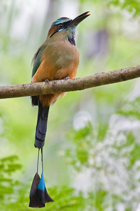 Turquoise-browed Motmot Image @ Kiwifoto.com