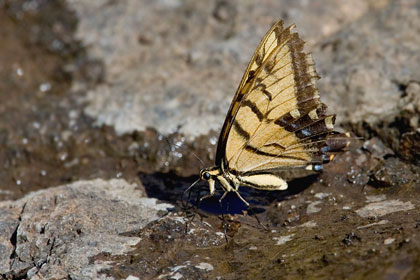 Two-tailed Swallowtail Photo @ Kiwifoto.com