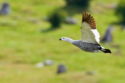 Upland Goose Photo @ Kiwifoto.com