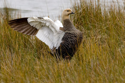 Upland Goose Photo @ Kiwifoto.com