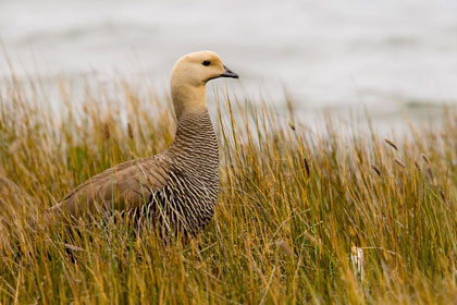 Upland Goose Photo @ Kiwifoto.com