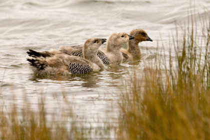 Upland Goose Photo @ Kiwifoto.com