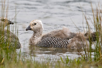 Upland Goose Image @ Kiwifoto.com