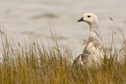 Upland Goose Photo @ Kiwifoto.com