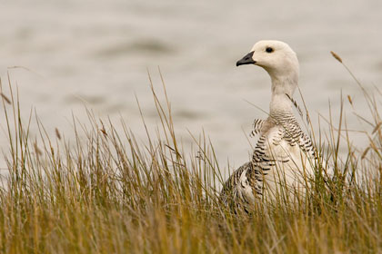 Upland Goose Image @ Kiwifoto.com