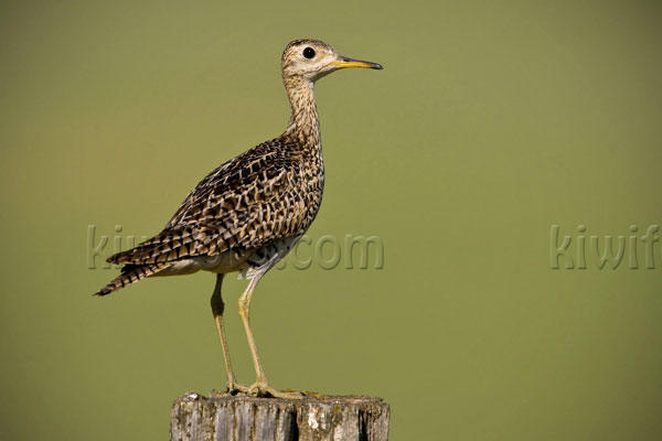 Upland Sandpiper Picture @ Kiwifoto.com