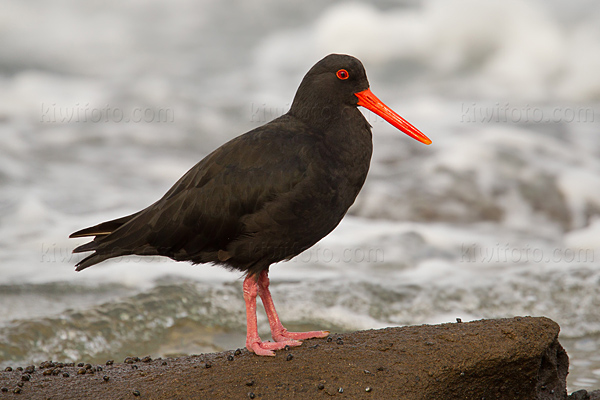 Variable Oystercatcher