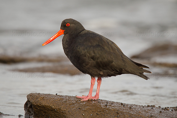 Variable Oystercatcher Image @ Kiwifoto.com