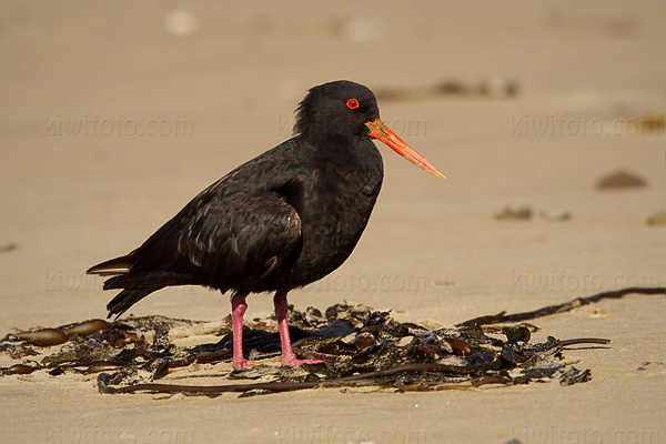 Variable Oystercatcher Picture @ Kiwifoto.com