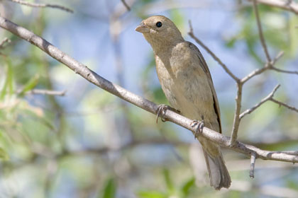 Varied Bunting (female)