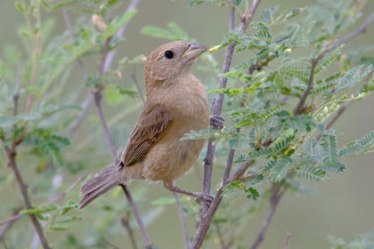 Varied Bunting Image @ Kiwifoto.com