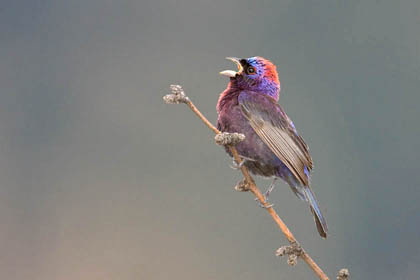 Varied Bunting Photo @ Kiwifoto.com