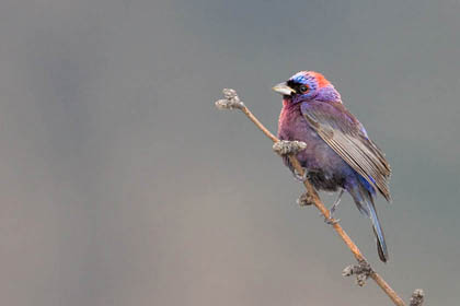 Varied Bunting Photo @ Kiwifoto.com