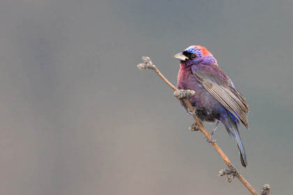 Varied Bunting Picture @ Kiwifoto.com