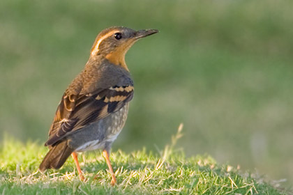 Varied Thrush