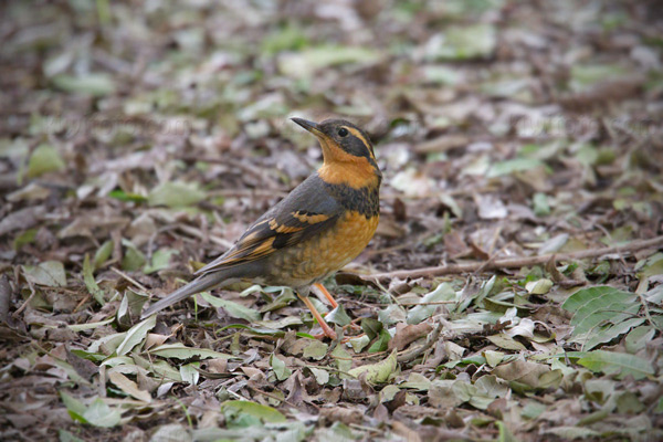 Varied Thrush Photo @ Kiwifoto.com