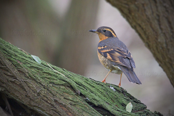 Varied Thrush Image @ Kiwifoto.com