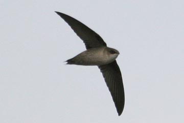 Vaux's Swift Photo @ Kiwifoto.com