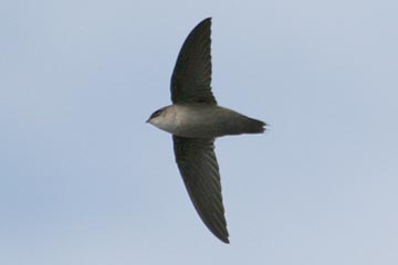 Vaux's Swift Photo @ Kiwifoto.com