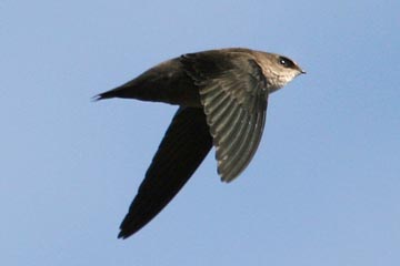 Vaux's Swift