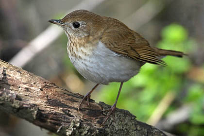 Veery Picture @ Kiwifoto.com