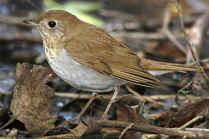 Veery