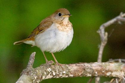 Veery Photo @ Kiwifoto.com