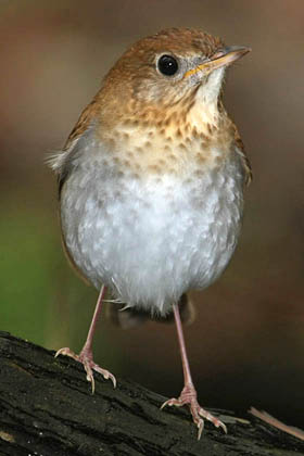 Veery Image @ Kiwifoto.com