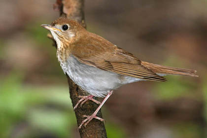 Veery Image @ Kiwifoto.com