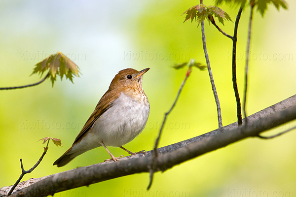 Veery