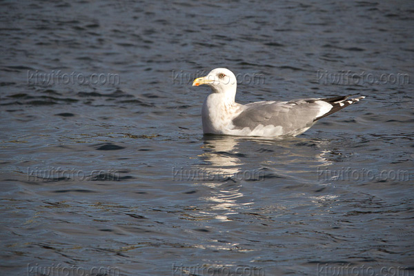 Vega Gull Picture @ Kiwifoto.com