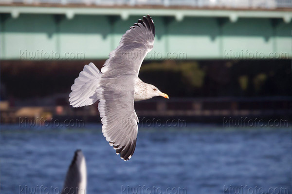 Vega Gull Picture @ Kiwifoto.com