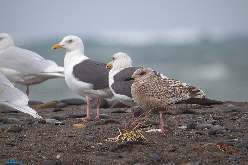 Vega Gull Picture @ Kiwifoto.com