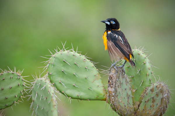 Venezuelan Troupial Photo @ Kiwifoto.com