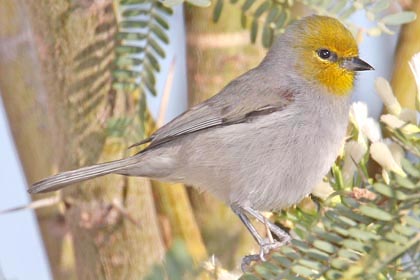 Verdin Photo @ Kiwifoto.com