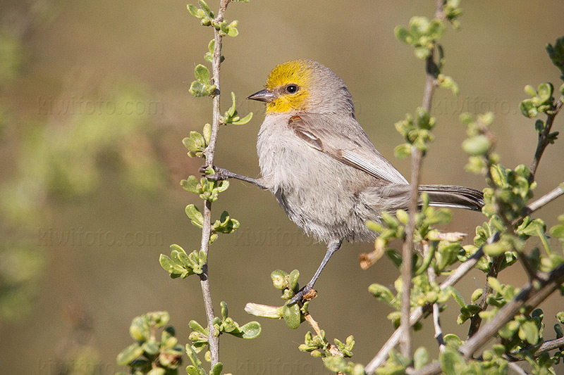 Verdin Image @ Kiwifoto.com