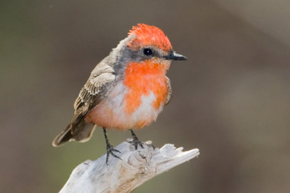 Vermilion Flycatcher (1st year male)