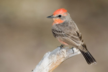 Vermilion Flycatcher (1st year male)