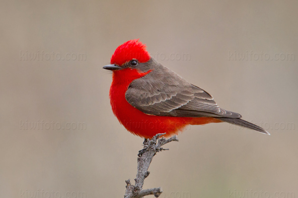 Vermilion Flycatcher Photo @ Kiwifoto.com