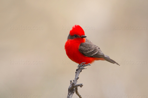 Vermilion Flycatcher Picture @ Kiwifoto.com