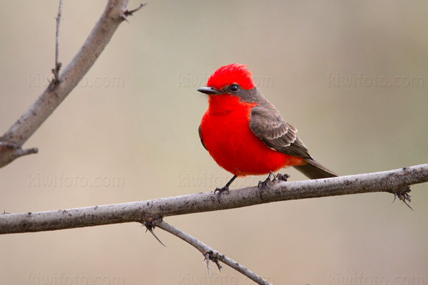 Vermilion Flycatcher