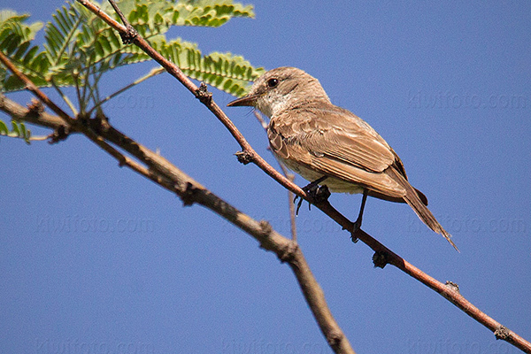 Vermilion Flycatcher Photo @ Kiwifoto.com