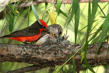 Vermillion Flycatcher Picture @ Kiwifoto.com