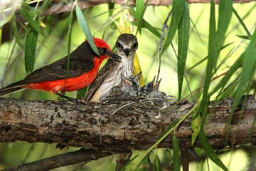 Vermillion Flycatcher Image @ Kiwifoto.com