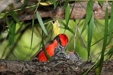 Vermillion Flycatcher Image @ Kiwifoto.com