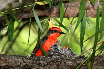 Vermillion Flycatcher Picture @ Kiwifoto.com