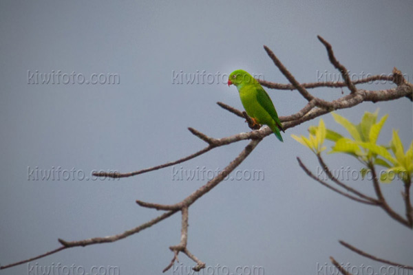 Vernal Hanging-parrot